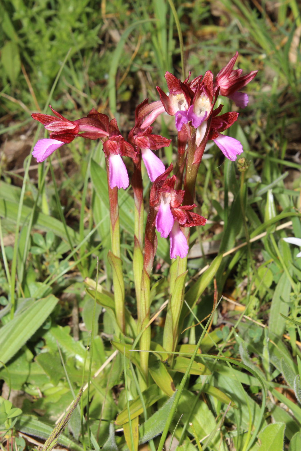 Orchidee dal promontorio del Gargano